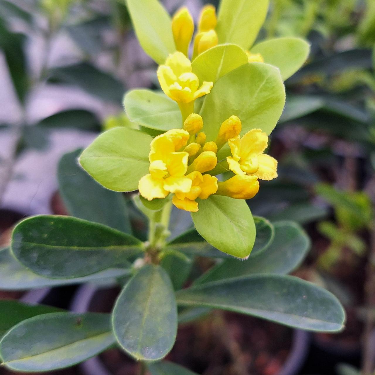 Daphne gemmata 'Royal Crown' plant