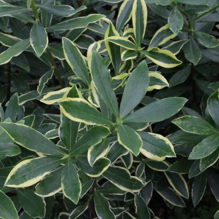 Daphne odora 'Aureomarginata' plant