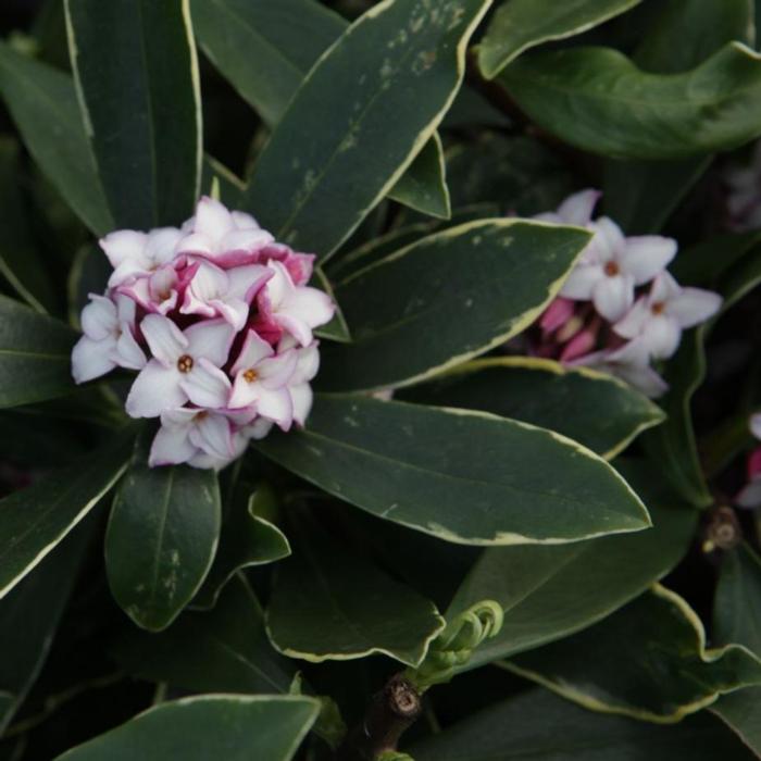 Daphne odora 'Aureomarginata' plant