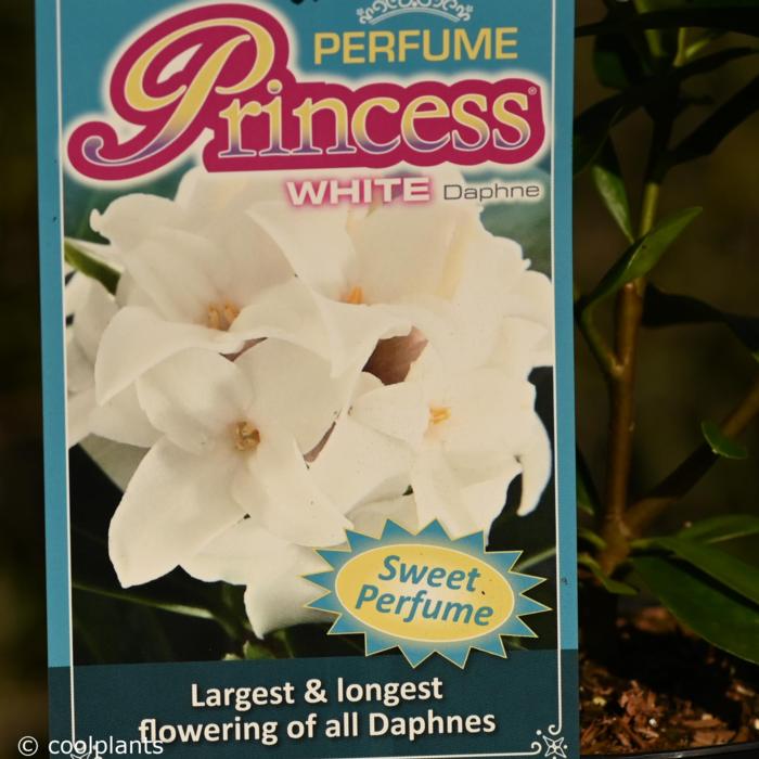 Daphne 'Perfum Princess White' plant