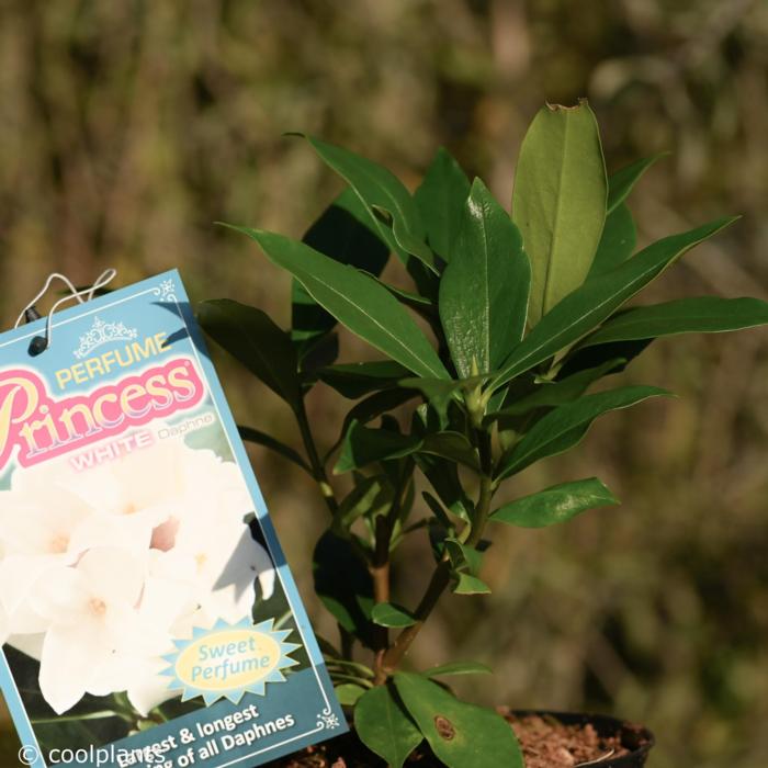 Daphne 'Perfum Princess White' plant