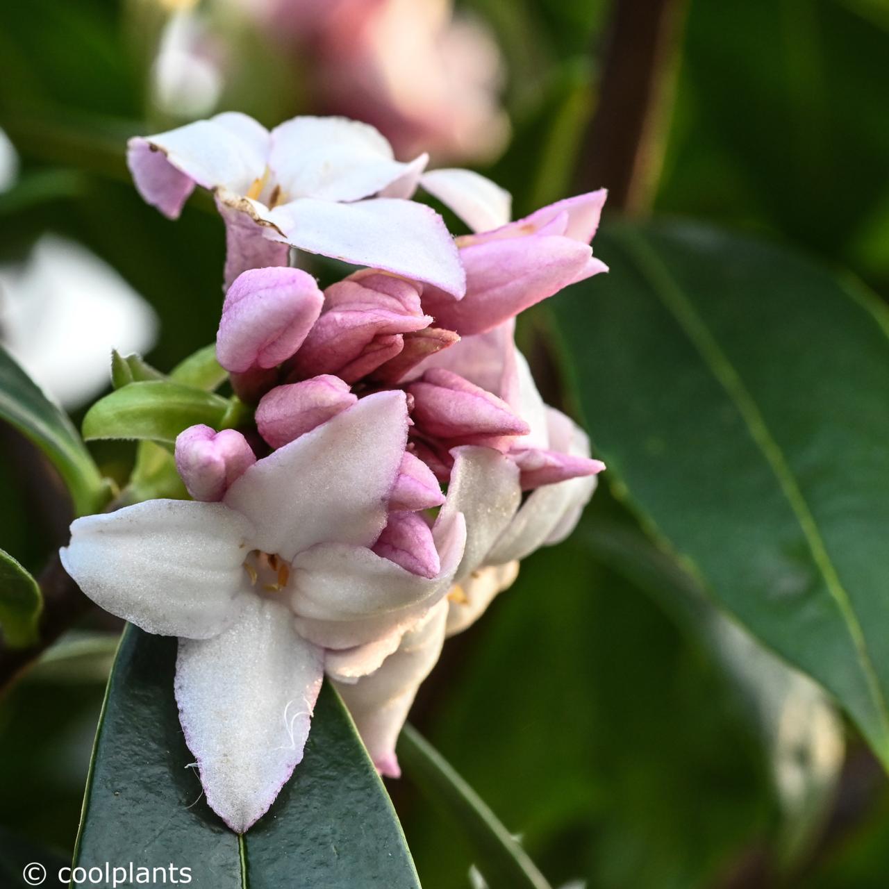 Daphne 'Perfume Princess' plant