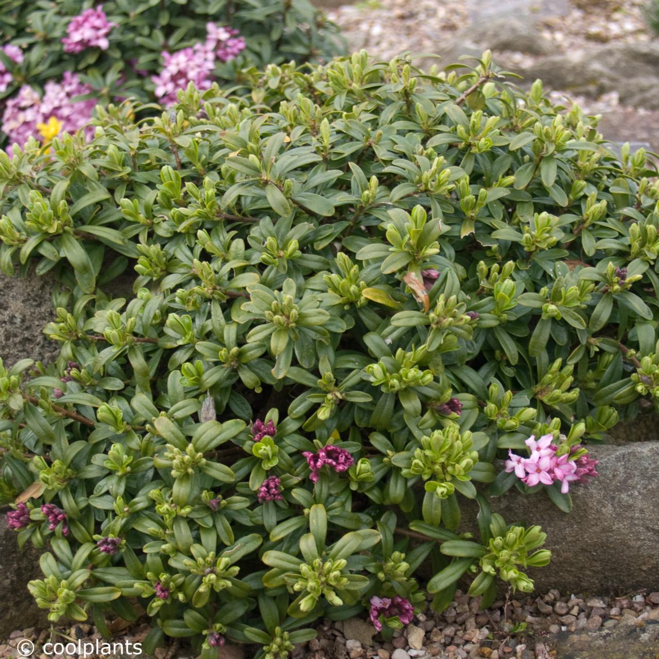Daphne x napolitana 'Meon' plant