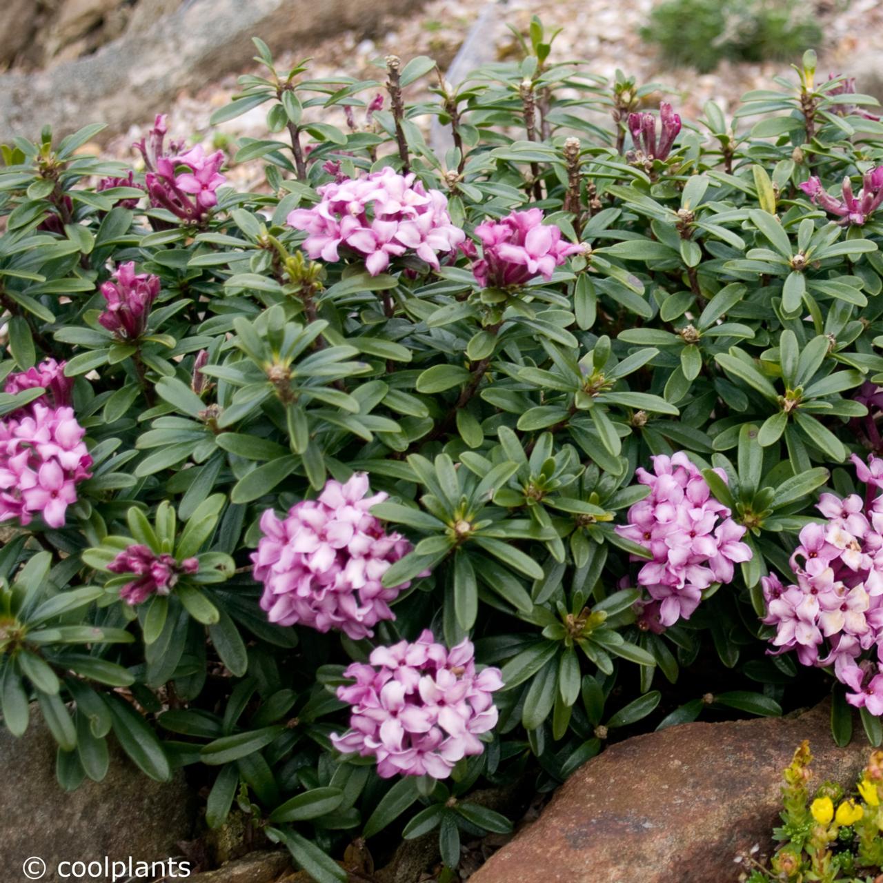 Daphne x  rollsdorfii 'Wilhelm Schacht' plant