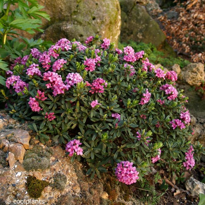 Daphne x susannae 'Anton Fahndrich' plant