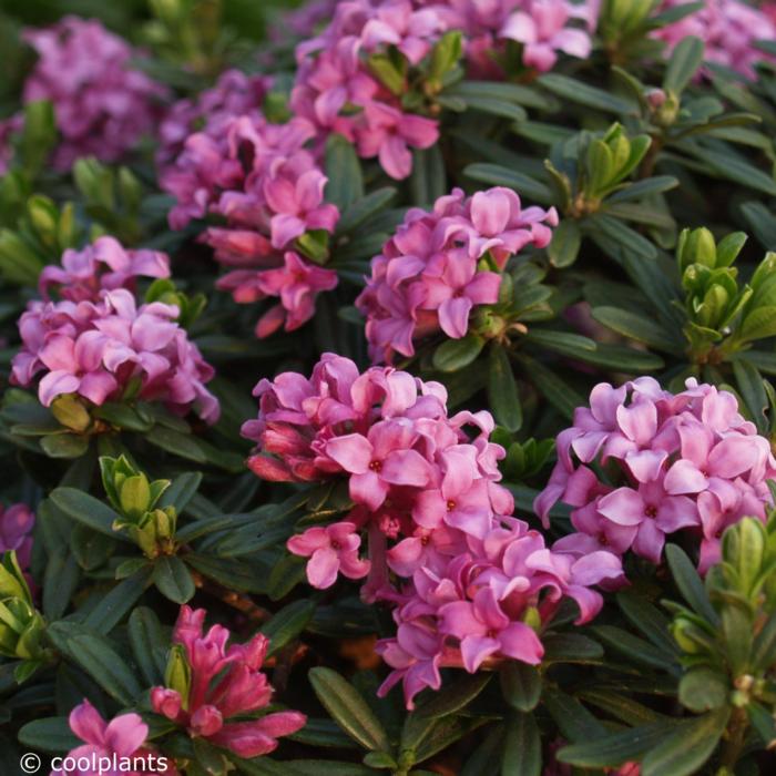 Daphne x susannae 'Anton Fahndrich' plant