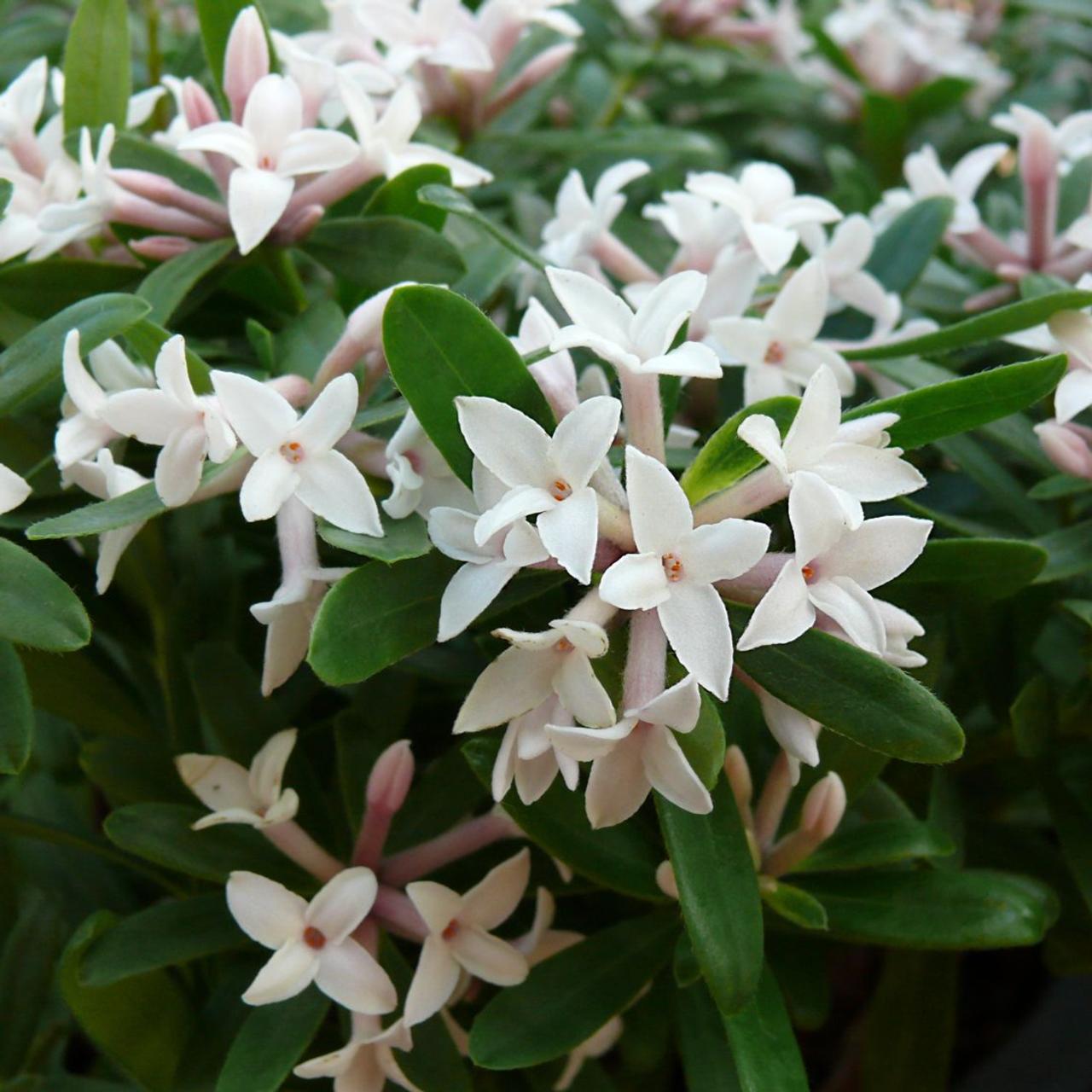 Daphne x transatlantica 'Eternal Fragrance' plant