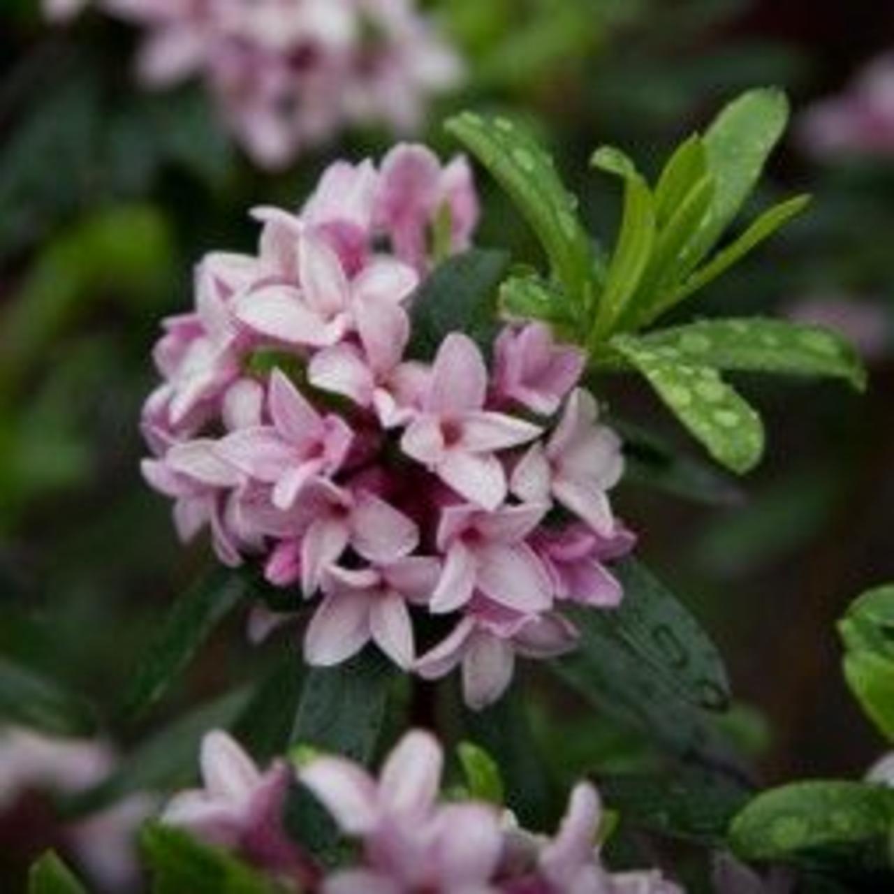 Daphne x transatlantica 'Pink Fragrance' plant