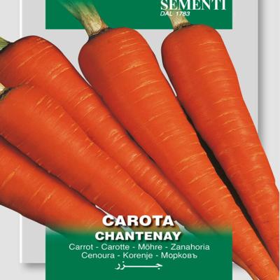 daucus-carota-chantenay