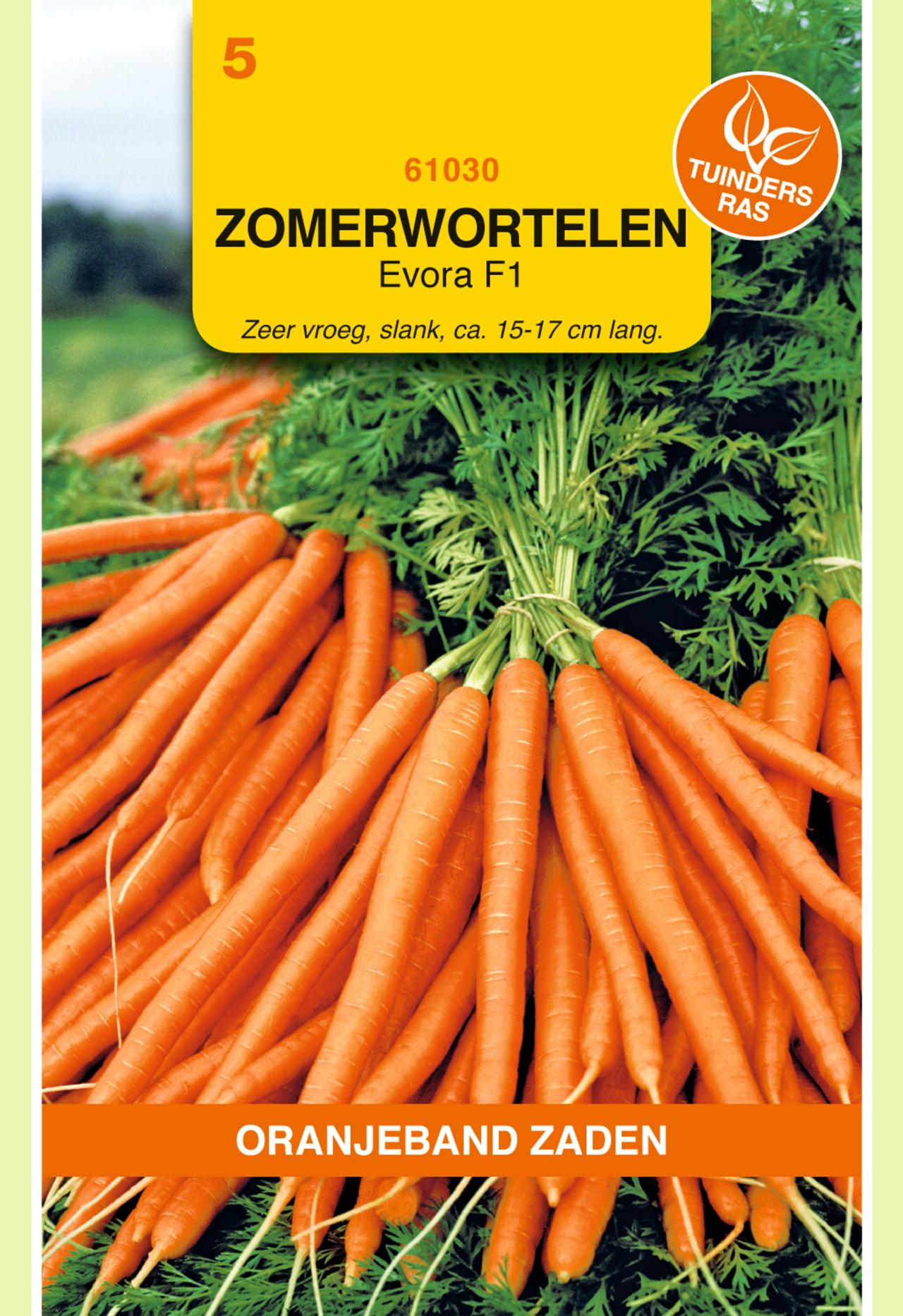 daucus-carota-evora-f1 Daucus carota 'Evora F1' plant