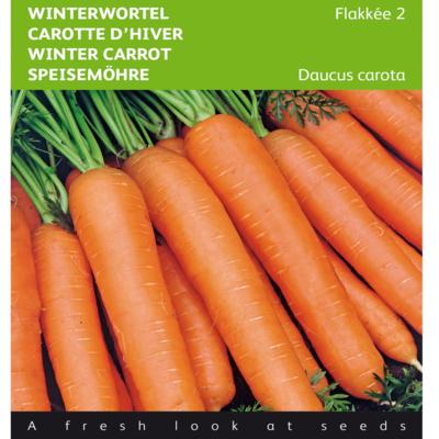 daucus-carota-flakkee-2