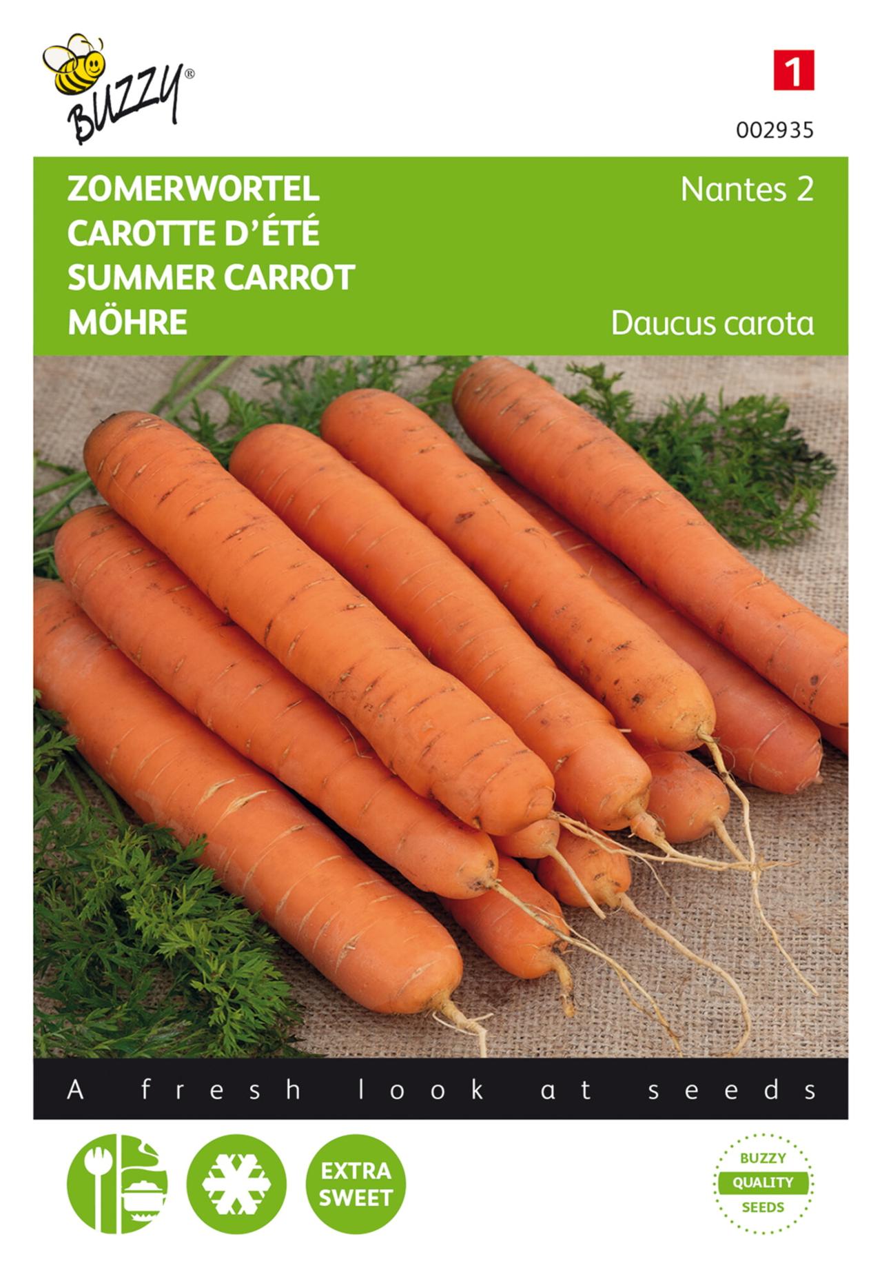 Daucus carota 'Nantes 2' plant