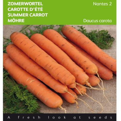 daucus-carota-nantes-2