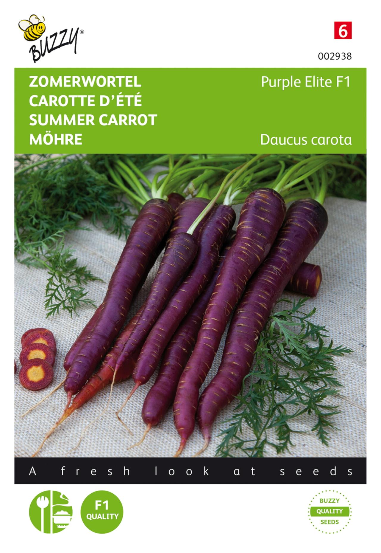 Daucus carota 'Purple Elite F1' plant