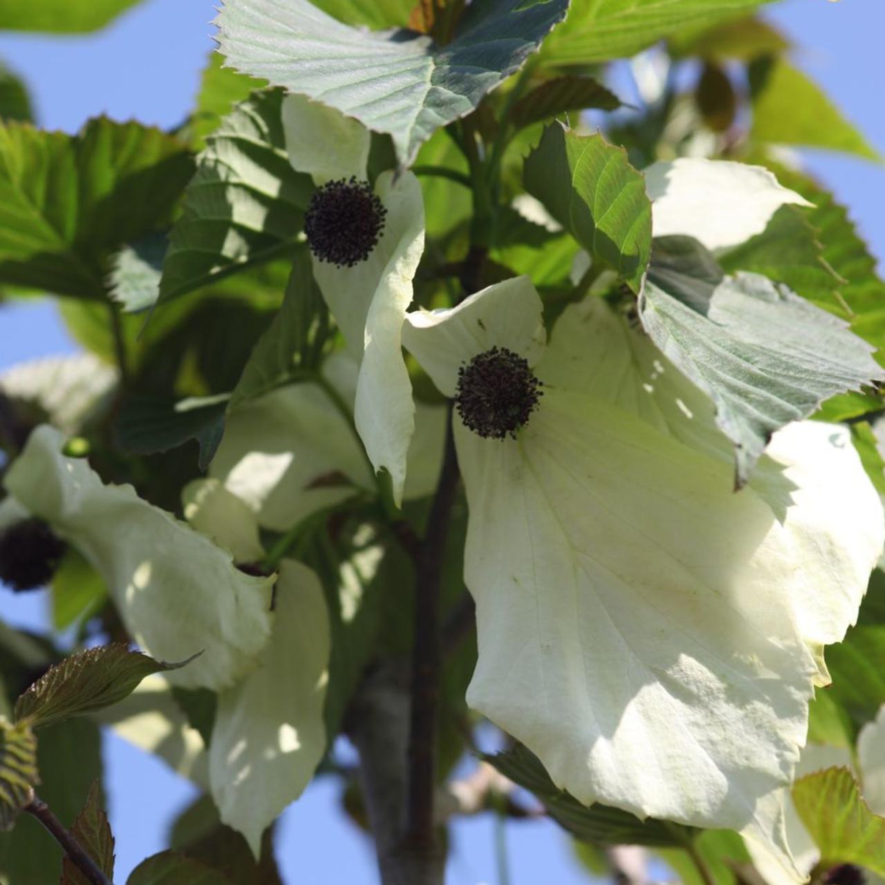 Davidia involucrata vilmoriniana plant