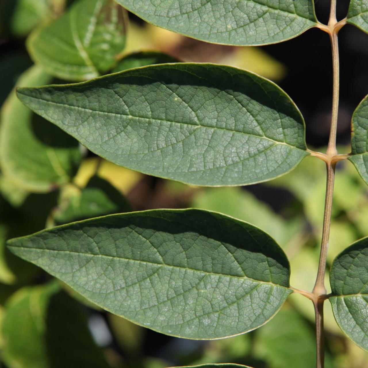 Decaisnea fargesii plant