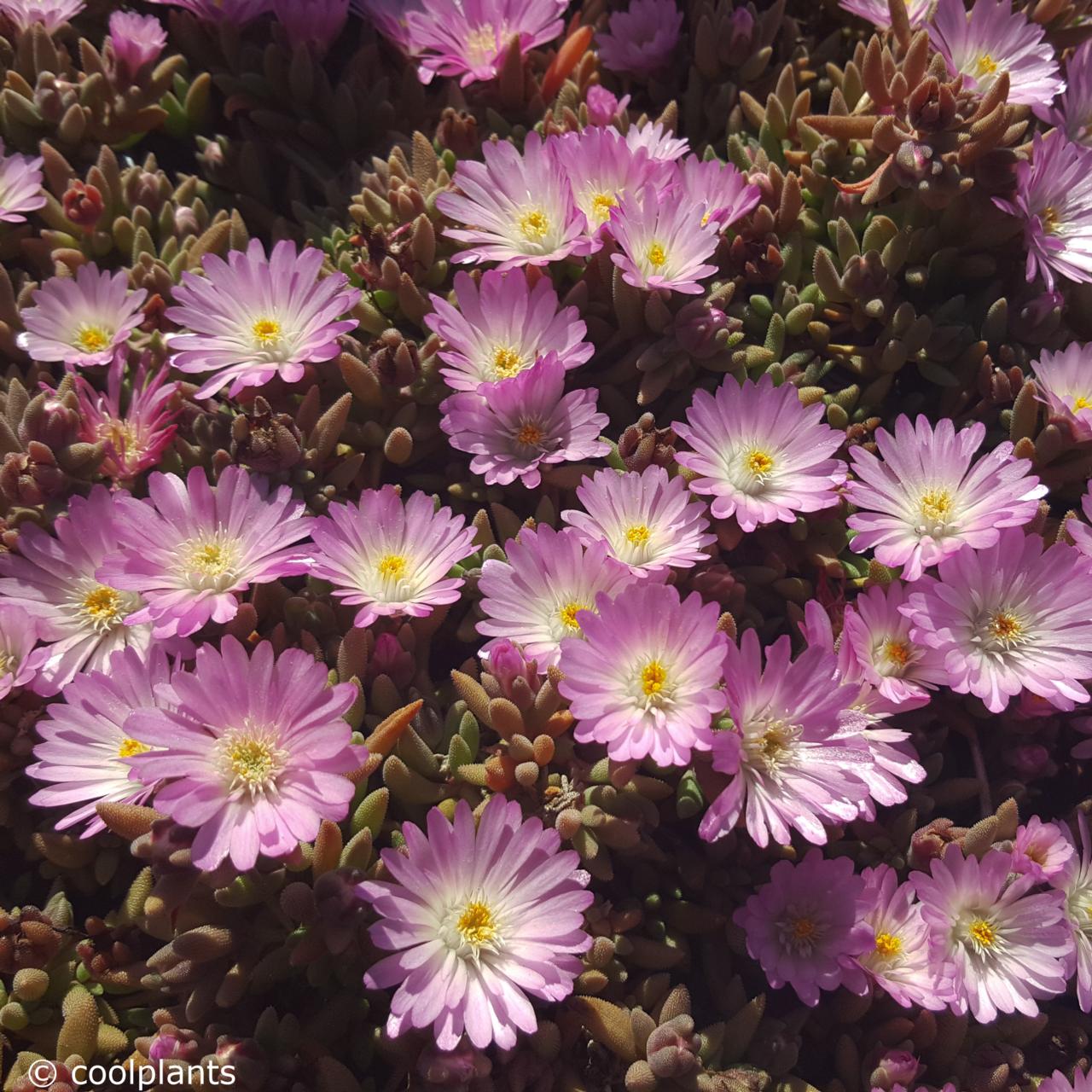 Delosperma 'Beaufort West' plant