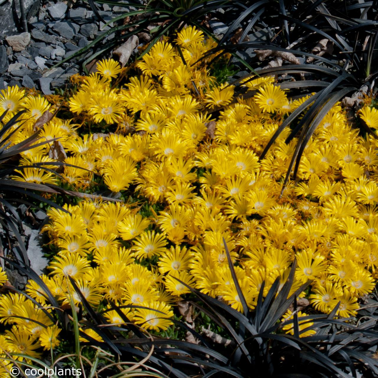 Delosperma congestum plant