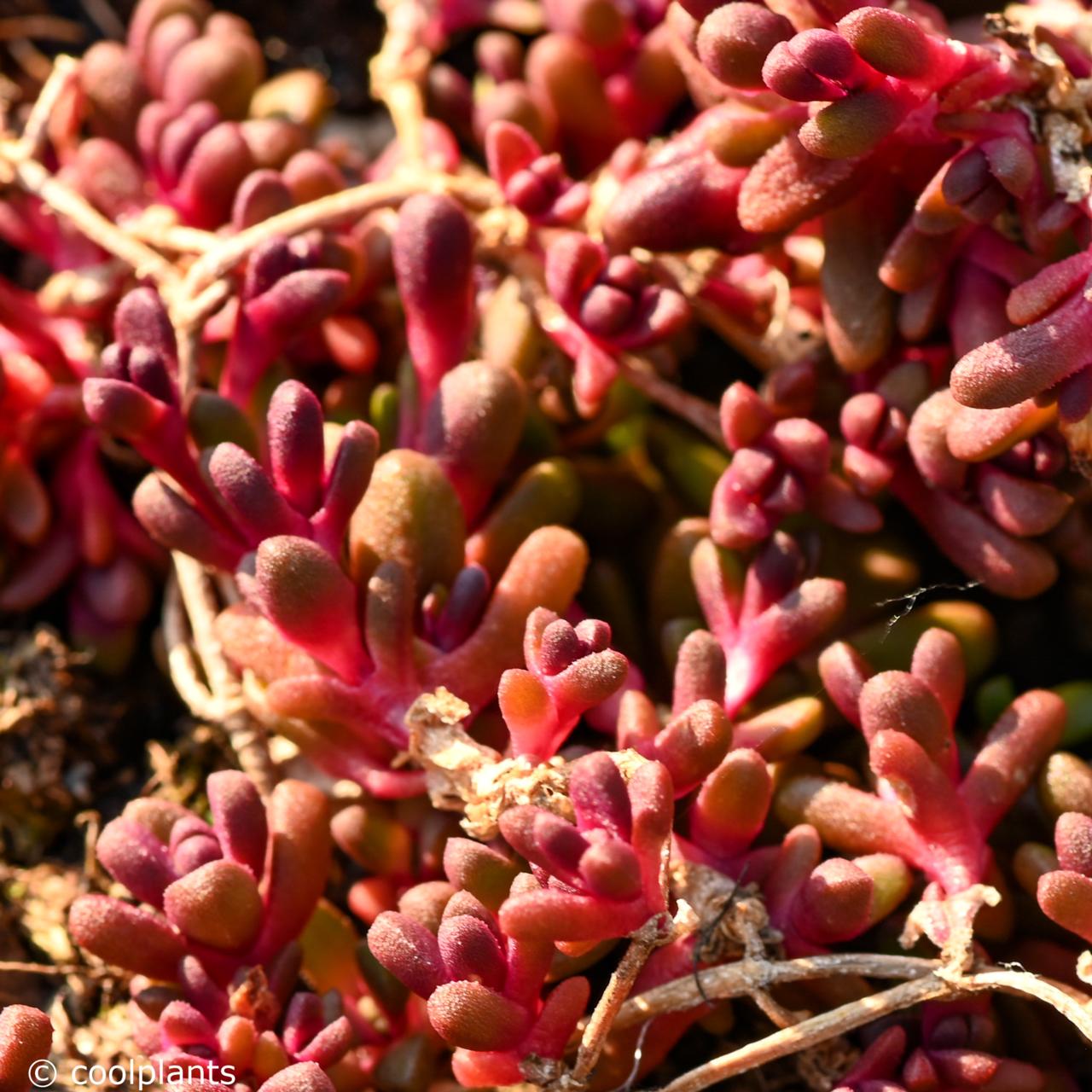 Delosperma from Sani Pass plant