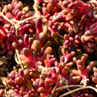 delosperma-from-sani-pass