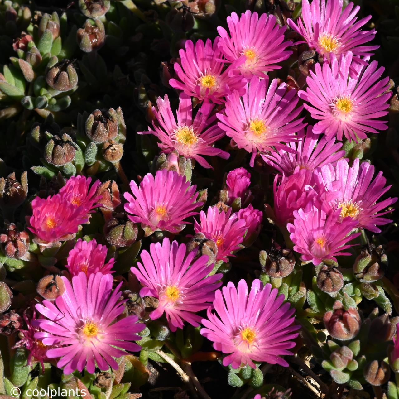 Delosperma 'Jewel of Desert Candystone' plant