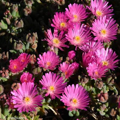 delosperma-jewel-of-desert-amethyst