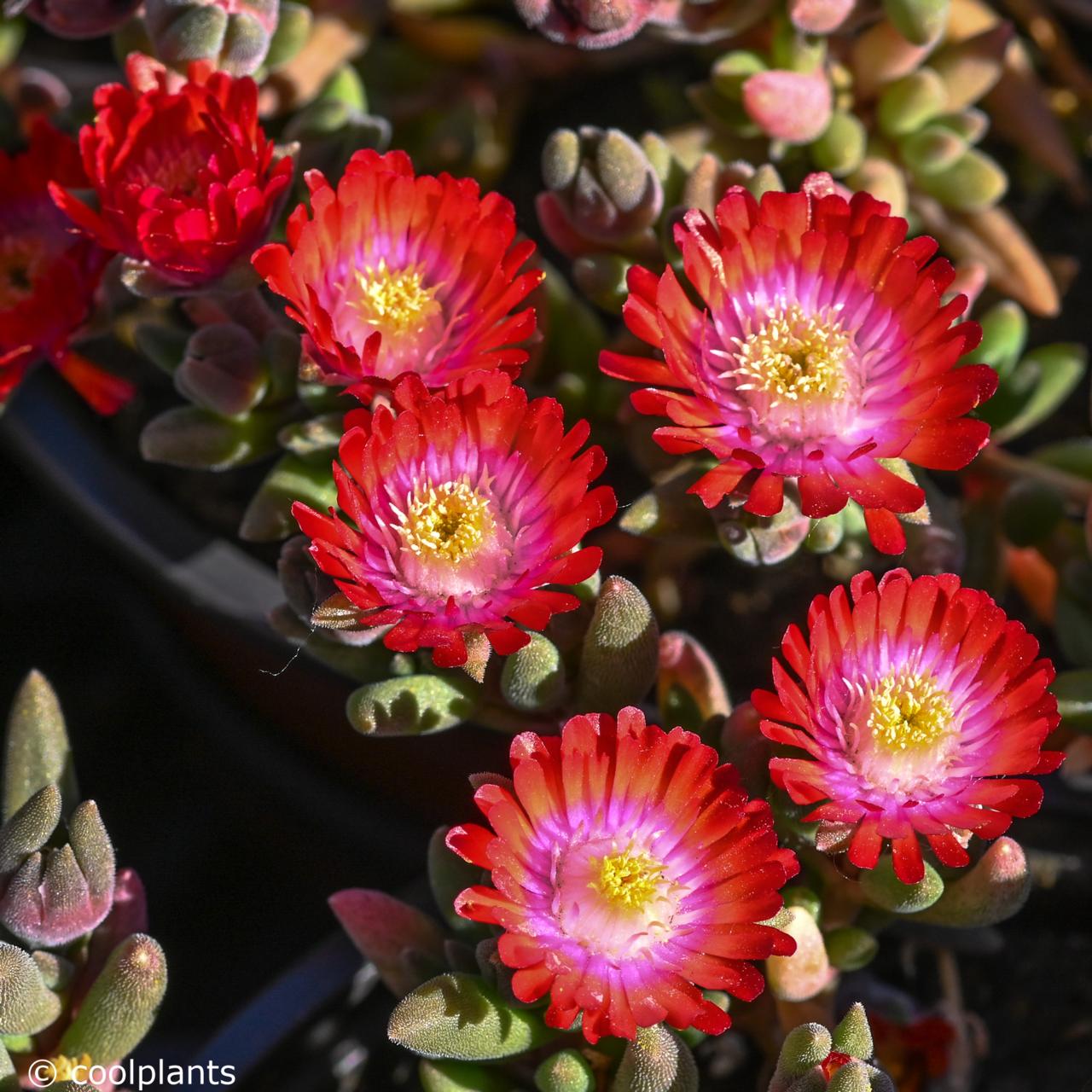 Delosperma 'Jewel of Desert Grenade' plant