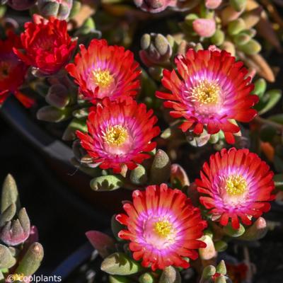 delosperma-jewel-of-desert-grenade