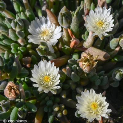 delosperma-jewel-of-desert-moon-stone