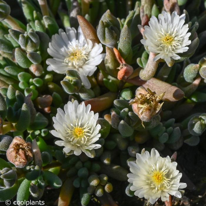 Delosperma 'Jewel of Desert Moon Stone' plant