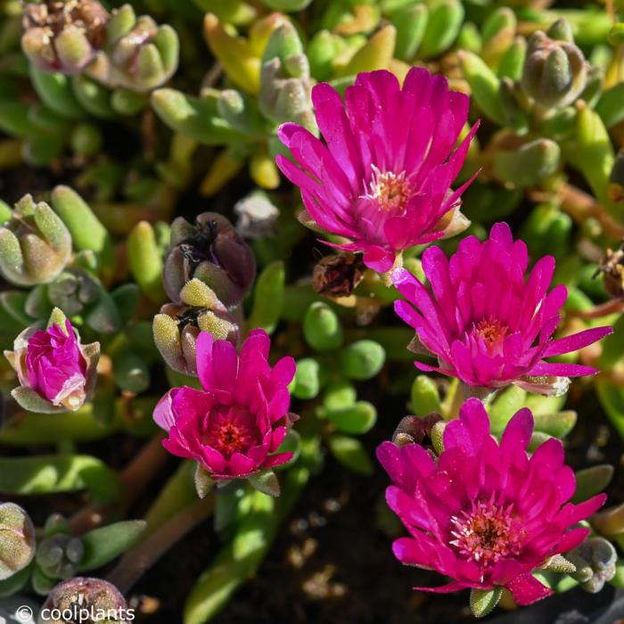 Delosperma 'Jewel of Desert Opal'