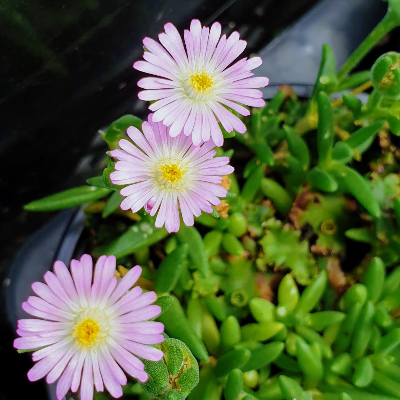 Delosperma 'Jewel of Desert Rosequarts' plant