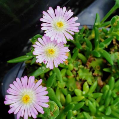 delosperma-jewel-of-desert-rosequarts