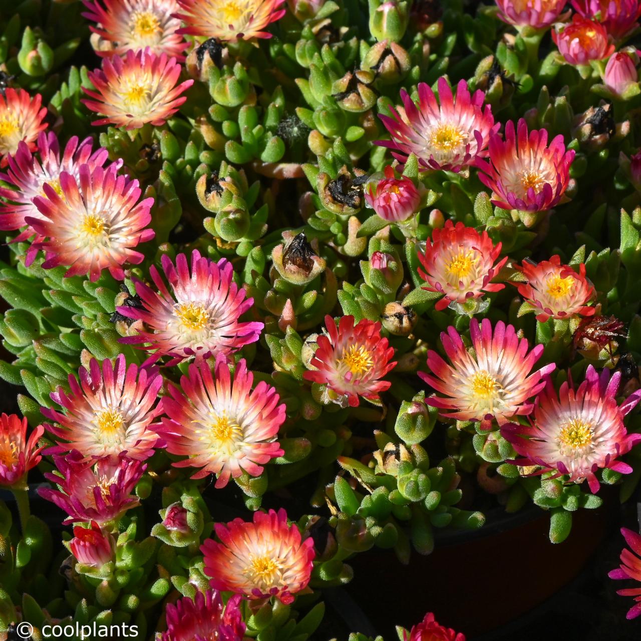 Delosperma 'Jewel of Desert Ruby' plant