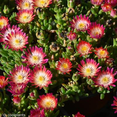 delosperma-jewel-of-desert-ruby