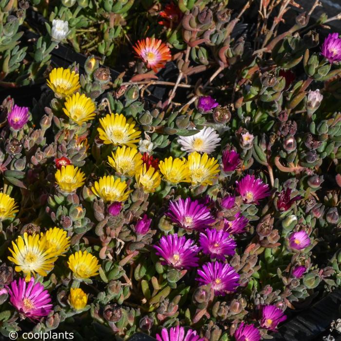 Delosperma 'jewels mix' plant