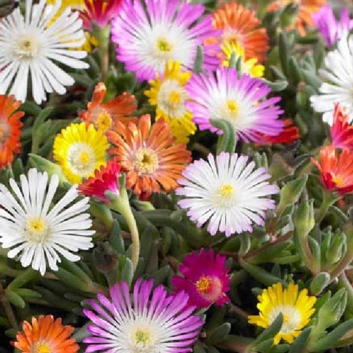 Delosperma 'jewels mix' plant