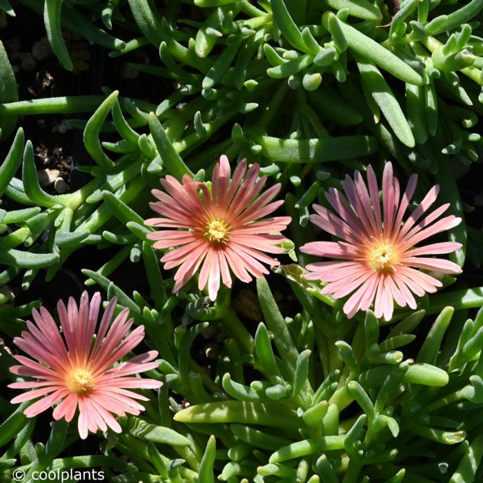 Delosperma kelaidis plant