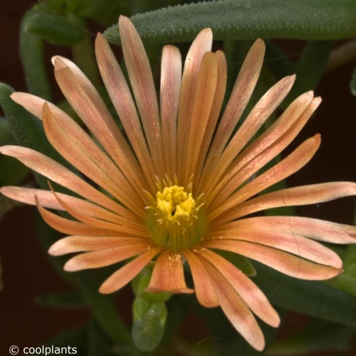 Delosperma kelaidis plant