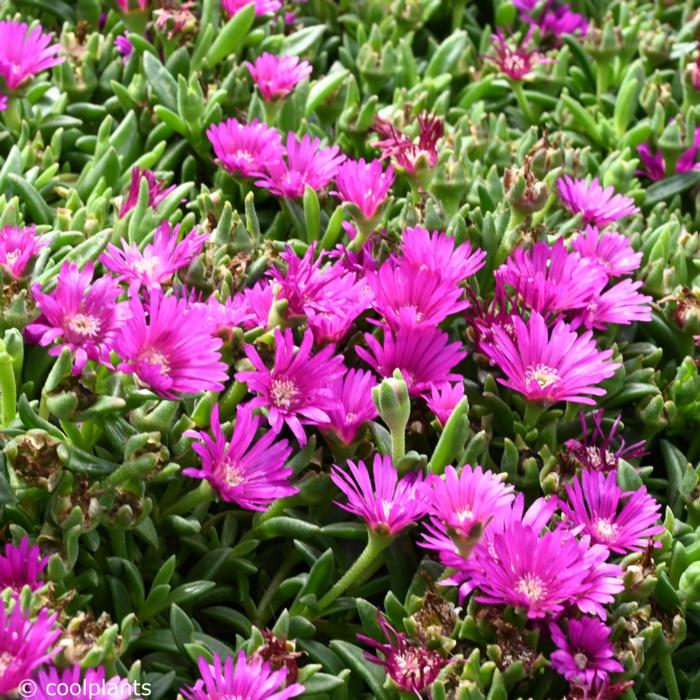 Delosperma lavisiae plant
