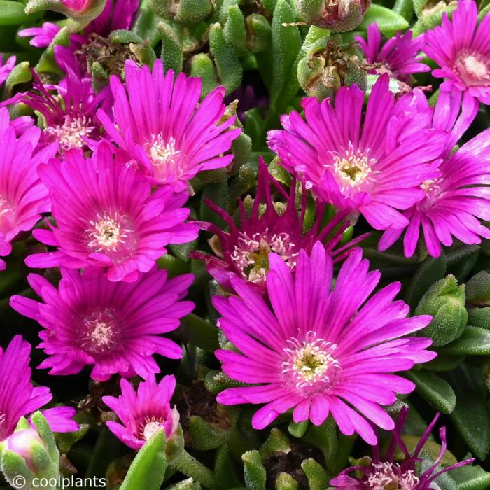 Delosperma lavisiae plant