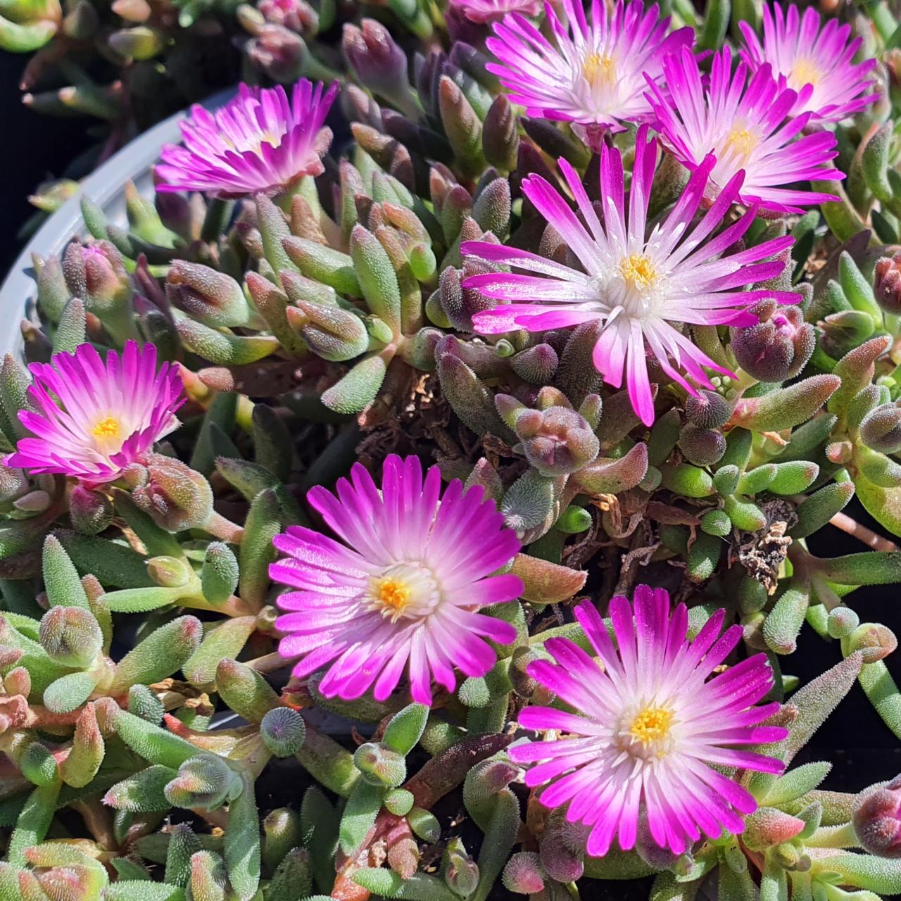 Delosperma 'Lido Magenta White Eye' plant