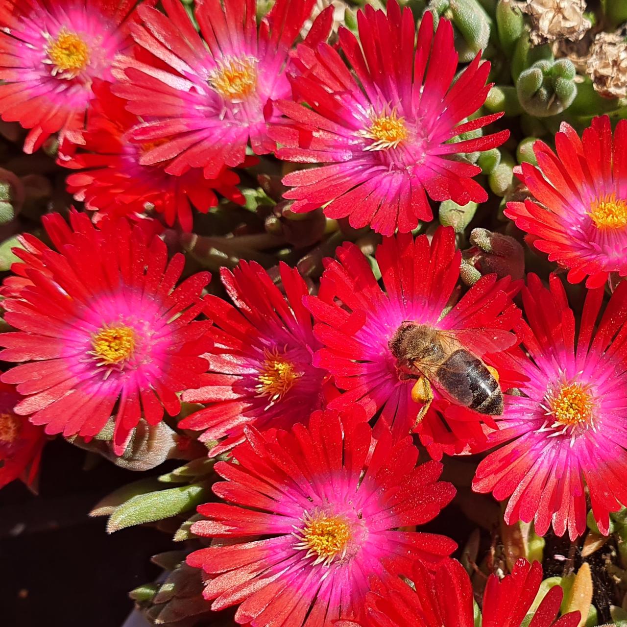 Delosperma 'Lido Orange Pink Eye' plant