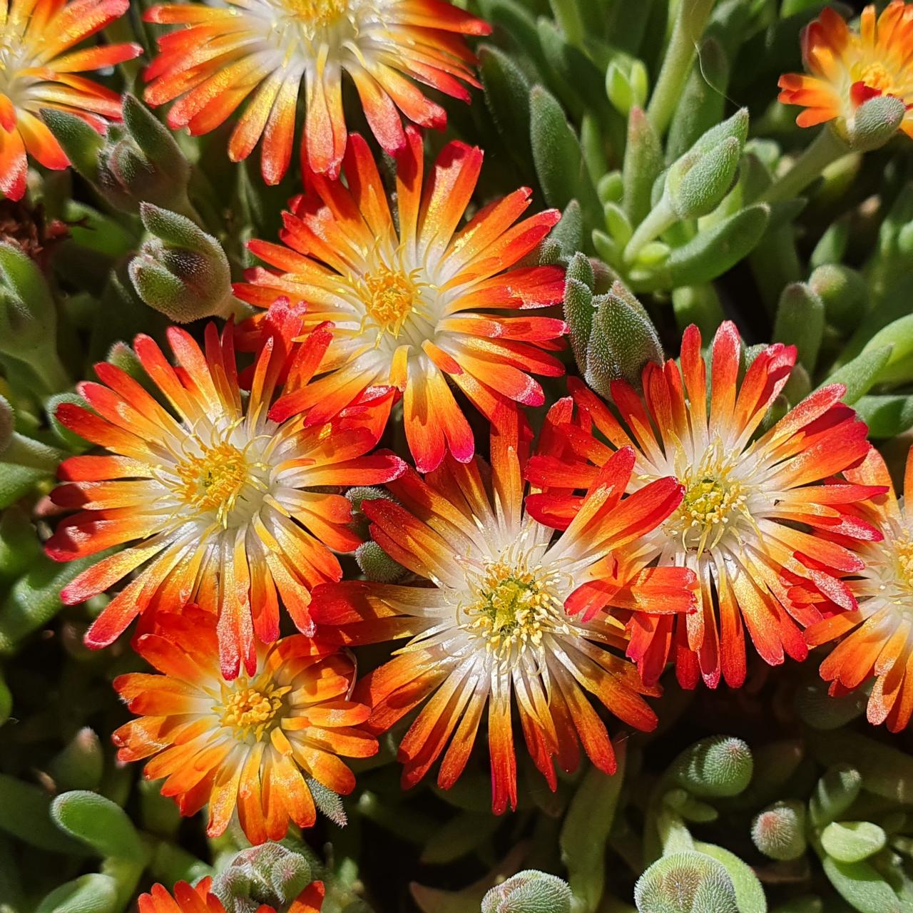 Delosperma 'Lido Orange with Eye' plant