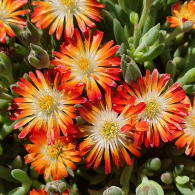 delosperma-lido-orange-with-eye