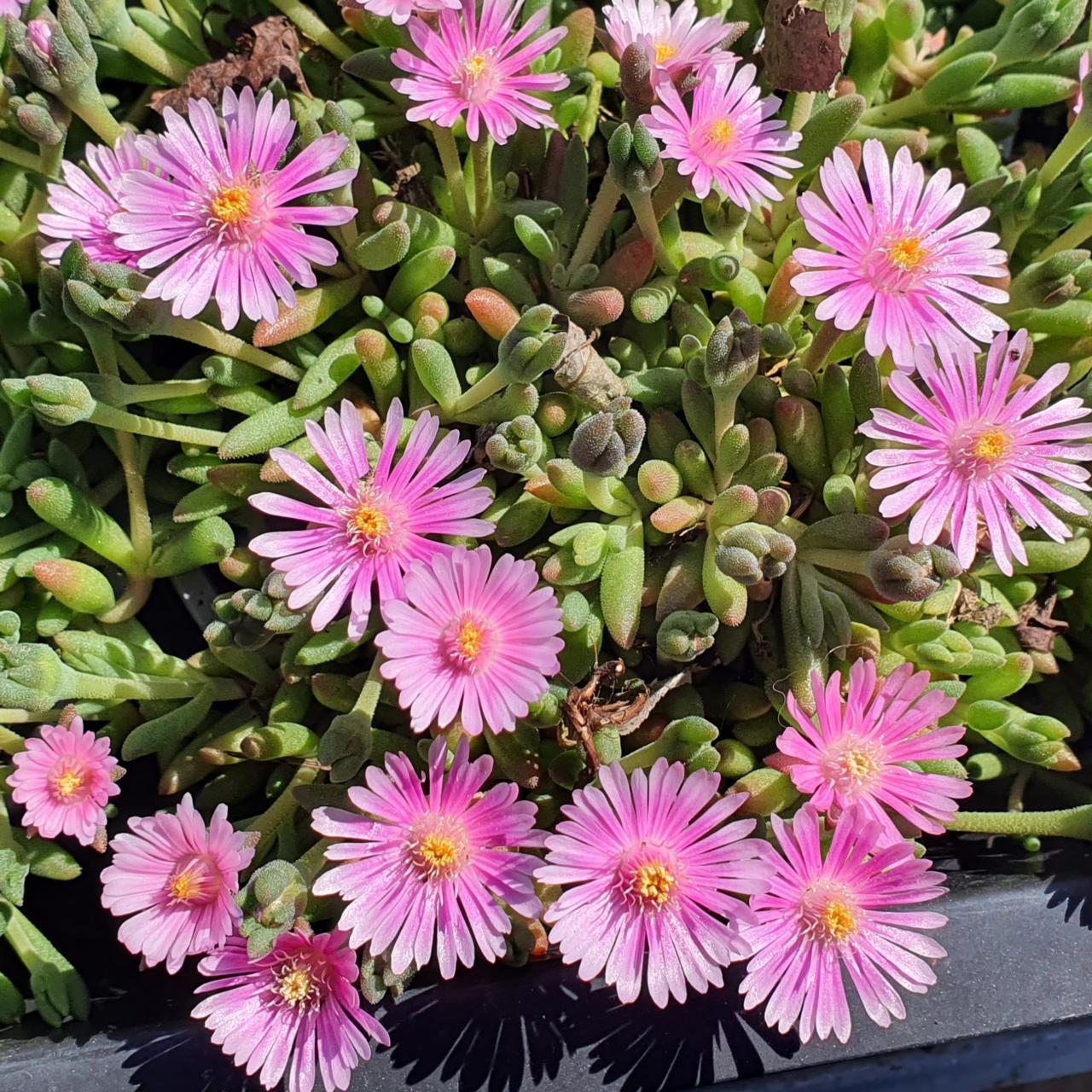 Delosperma 'Lido Pink' plant