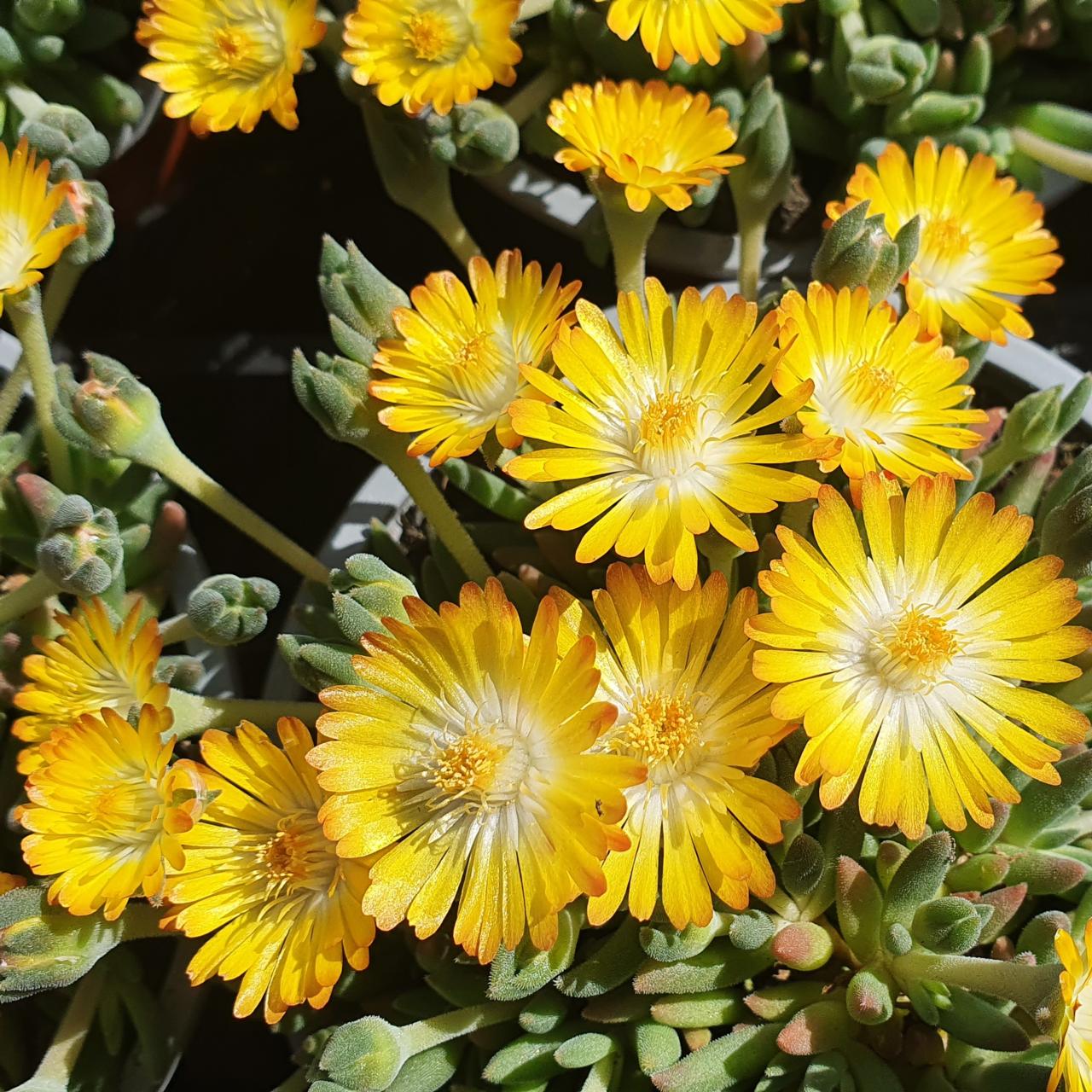 Delosperma 'Lido Yellow with Eye' plant