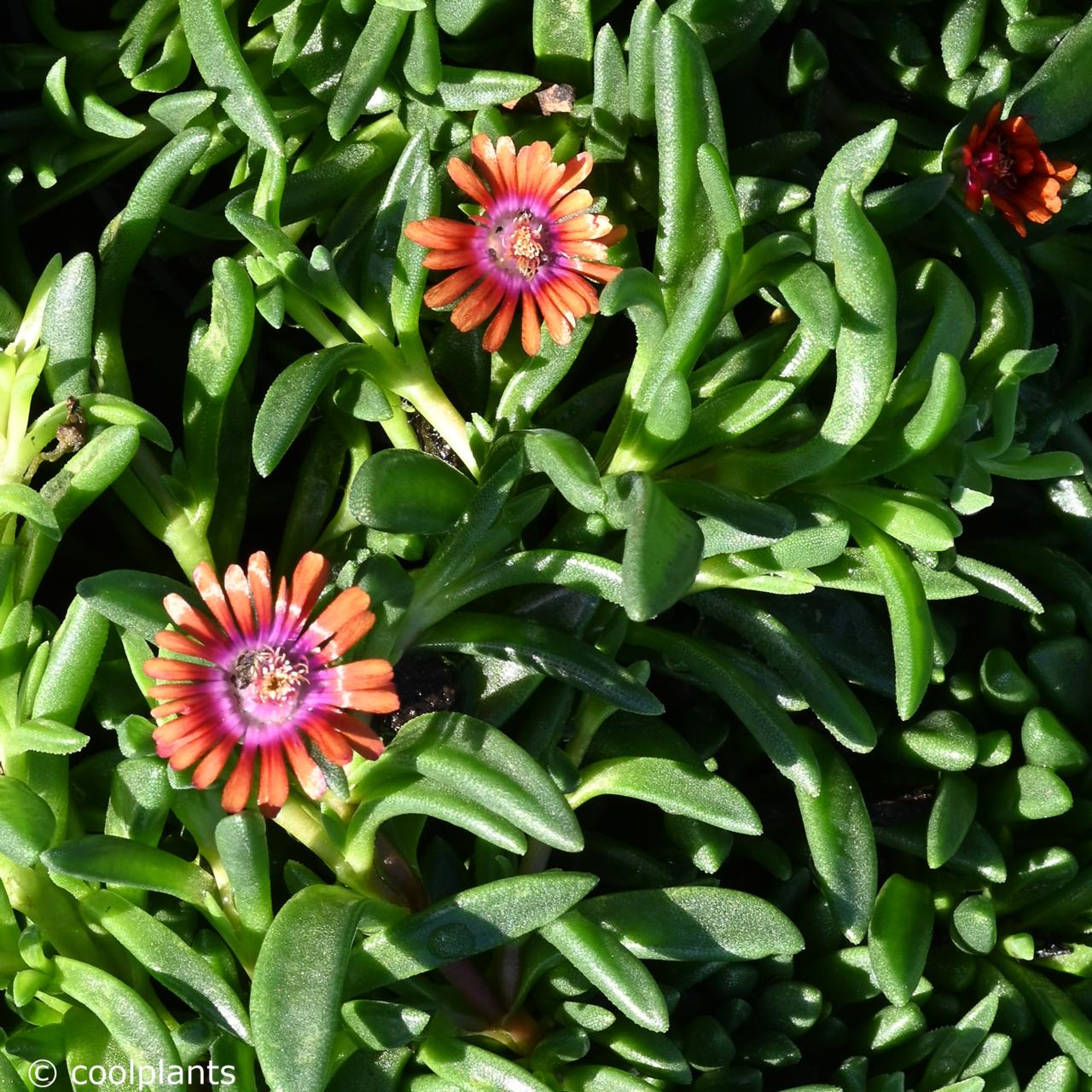 Delosperma 'New Fire' plant