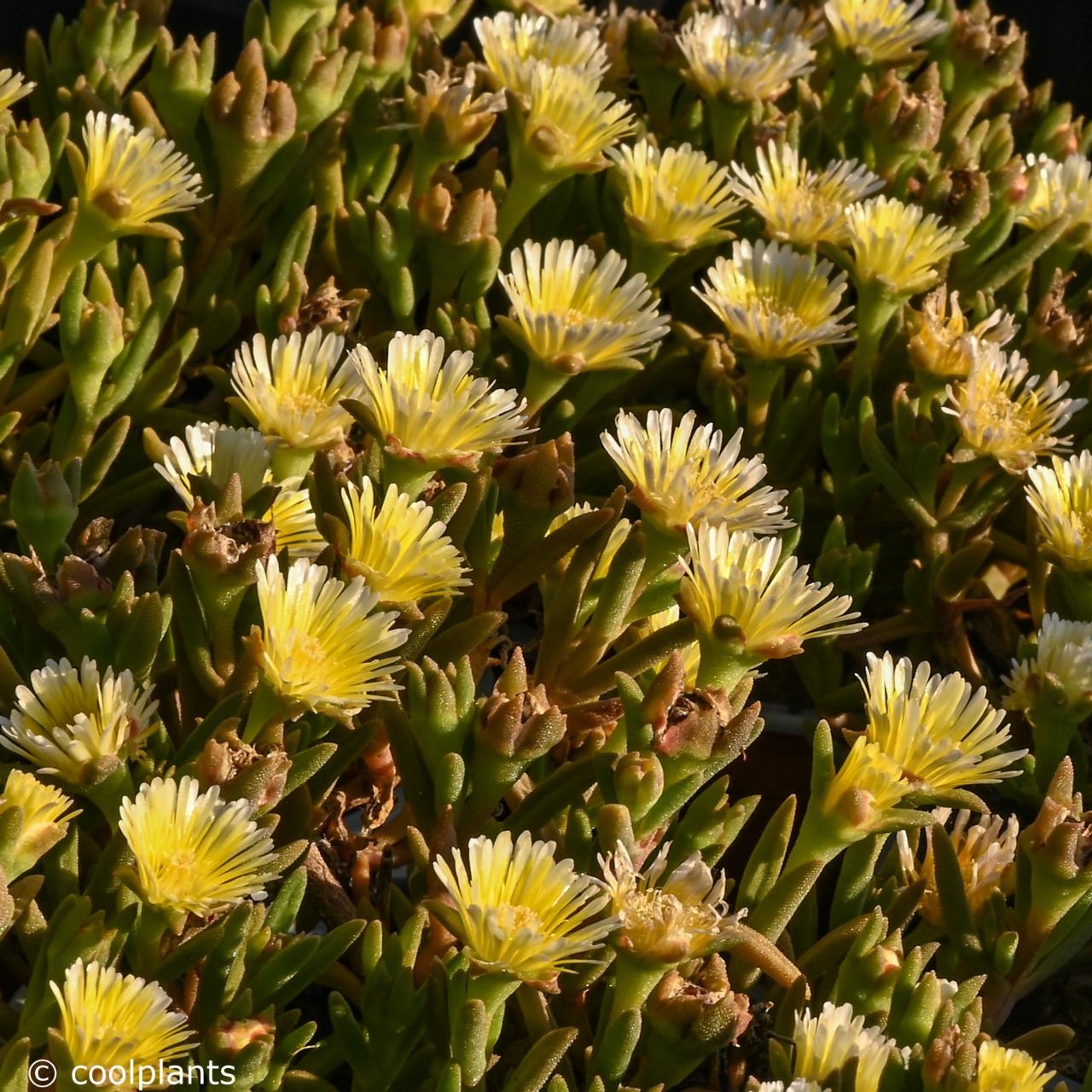 Delosperma 'Wheels of Wonder Limoncello Wonder' plant