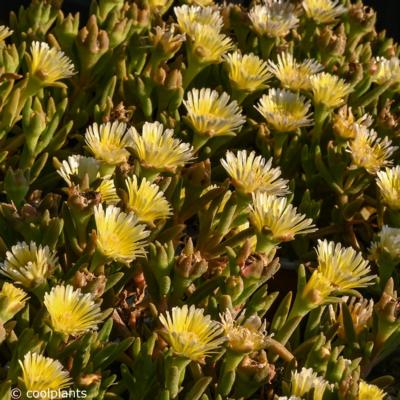 delosperma-wheels-of-wonder-limoncello-wonder